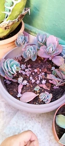 2 Hojas De Kalanchoe Marnieriana Para Reproducir, 2 Leaf - Imagen 1 de 3