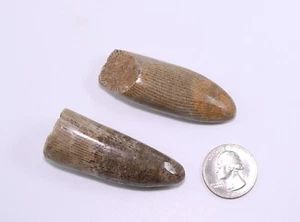 Fossil 2 Polished 2.43", 2.44" Rugosa Horn Coral Devonian Morocco COA 5023 - Picture 1 of 7