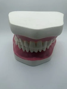 Mundmodell mit Stahlscharnieren 6x vergrößert für Logopädie Zähneputzen Dental - Bild 1 von 6