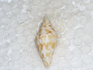 CONUS PRAECELLENS BIG - Picture 1 of 2