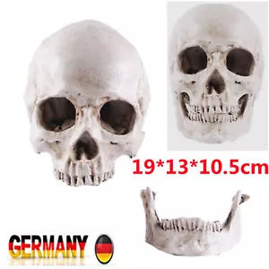 Menschlicher Schädel Skelett Kopf Realistische Replik Prop Modell Dekoration DE - Bild 1 von 9