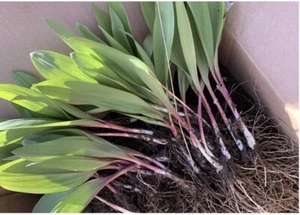 10 Ramps Wild Leeks Organically Grown Bulbs For Planting Allium Bare Root - Picture 1 of 10