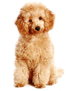 Fluffy Apricot Poodle Puppy Dog Blank Inside Greeting Card - Picture 1 of 2