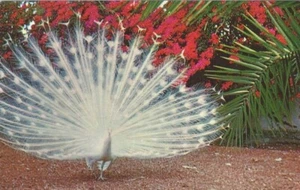 LYNDON JOHNSON INAUGURATON 1965 - San Diego Zoo Postkarte #1 - Bild 1 von 2