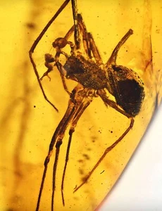 Detailed Araneae (Spider) with eye stalks, Fossil Inclusion in Burmese Amber - Picture 1 of 4