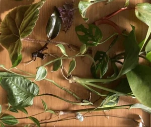 Indoor Plant Cuttings 10 Pack Collectors Philodendron Pothos Peperomia Hearts - Picture 1 of 6