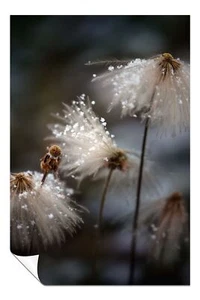 Póster artístico de diente de león blanco cubierto de nieve arte de pared decoración del hogar - Imagen 1 de 4