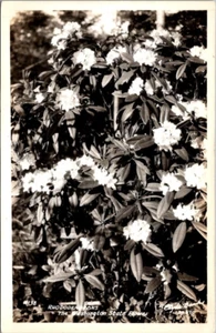 Postal RPPC 138 RODODENDROS Washington State Flower - Imagen 1 de 2