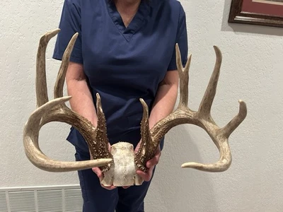 "Taxidermia masiva de cuernos de ciervo salvaje cola blanca Kansas 163 5/8""" Foto 1 de 4