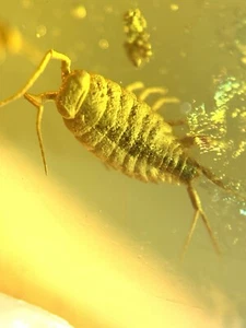 Ligia exoticaRoux Burmit Kreide Bernstein Fossil Dinosaurier Ära - Bild 1 von 8