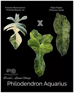 Philodendron Beauty X Verde Variegated Super Rare - Picture 1 of 8