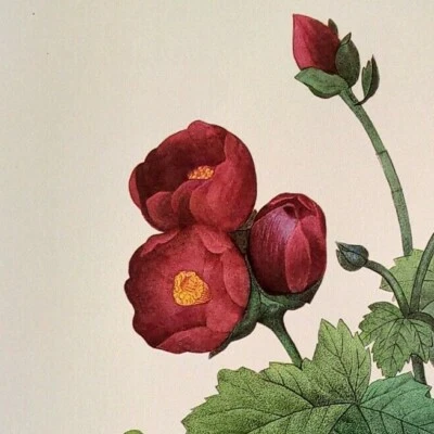 P. J. Redoute Hermosas Flores MALVA PURPUREA Arte Botánico Impresión Libro Plato 78 Foto 1 de 2