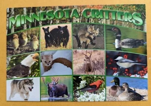 Postcard MN: Little Critters of Minnesota. - Picture 1 of 2