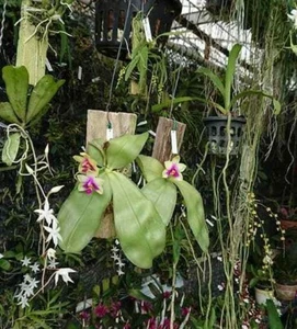 ฺPhalaenopsis Bellina fragrant orchid plant species BLOOMING + CITES PHYTO - Picture 1 of 6