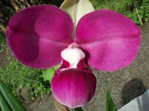 Phrag. kovachii No. 2 - Bild 1 von 6