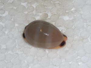 CYPRAEA LURIDA PULCHROIDES DWARF - Picture 1 of 2