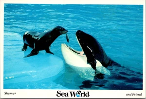 Seelöwenfütterung Shamu Sea World Postkarte 1990 - Bild 1 von 2
