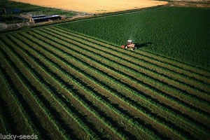 Alfalfa Seed (Common Alfalfa ) Excellent Deer or Turkey Food Plot 1 Lb - Picture 1 of 1