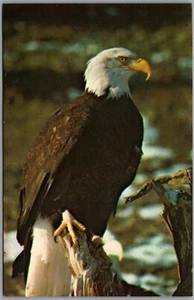 Postcard c1960s The American Bald Eagle Haliaeetus Leucocephalus - Picture 1 of 2