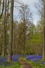 Bluebells Bluebell Woods Greys Court Oxfordshire England UK Photograph Picture
