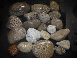 Mix Michigan Stones, Petoskey Stones e altro 3 libbre 10,1 once - Foto 1 di 5