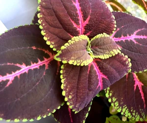 Giant Red Kong Coleus Rooted Plant Genuine Fast Shipping Live Flower best offer - Picture 1 of 2