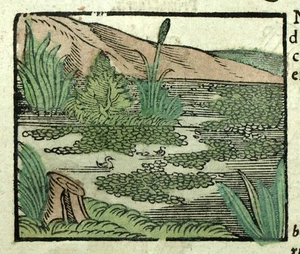Gravure estampe illustration ancienne plante LA DIGITALE, LENTILLE D'EAU POTAMOT - Picture 1 of 5