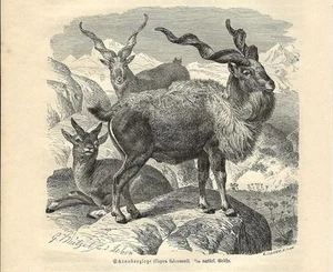 Stampa antica MARKHOR CAPRA SELVATICA Capra falconeri 1891 Old antique print - Picture 1 of 1