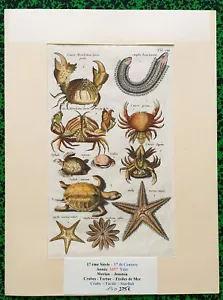 17th century - Jonston & Merian Superb Engraving Crabs Turtle Stars Pl VIII 1657 - Picture 1 of 1