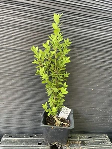 Volkner Boxwood - Picture 1 of 3