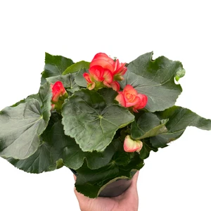 Begonia 'Reiger' - Imagen 1 de 4