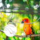  Vogelhalsband Nymphengeschirr Training Papagei Kettenring klein
