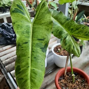 Philodendron Paraiso Verde Rare Aroid