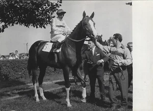 Original ausländisches Vollblut Pferderennen 5x7 Typ 1 Foto Jaroslav Cejka - Bild 1 von 2