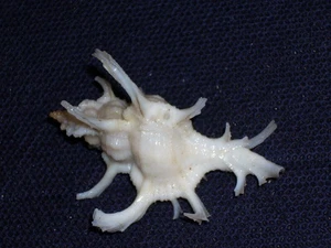 CHICOREUS AXICORNIS KAWAMURAI WOOOOOOW - Bild 1 von 3