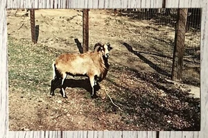 Barbados Schafe, Gobblers Knob Zoo Farm, Bloomingdale, Indiana Postkarte - Bild 1 von 4