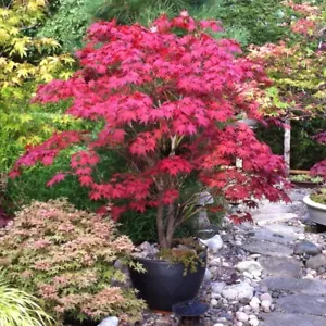 25pcs Red Japanese Maple Seeds, Acer (Palmatum Atropurpureum) - Picture 1 of 4