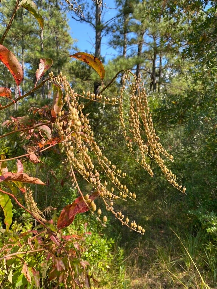 Lily of the Valley Sourwood Seeds (Oxydendrum arboreum) | Honey Bee Tree bonsai - Image 1 of 4