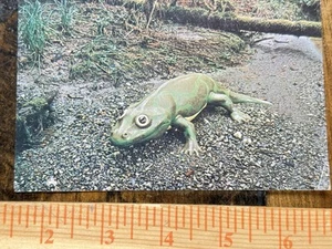 Prehistoric Gardens dinosaur postcard--Eryops - Picture 1 of 5