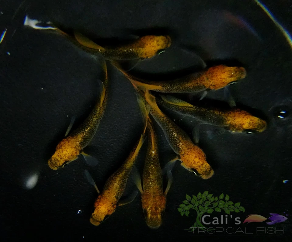 Beniazami  3+1 (FREE) - live medaka japanese rice fish - Image 1 of 4