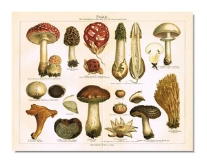 MUSHROOMS Edible & Toxic List Antique Print 1898 Original Fungi Boletus & more - Picture 1 of 13