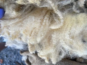 Raw Sheep Wool Fleece, 5 lb, Unwashed, Unprocessed, for Spinning, Knitting, Felt - Picture 1 of 6