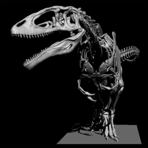 3d printed The skull of CARCHARODONTOSAURUS skeleton model dinosaur 1:10 - Picture 1 of 9