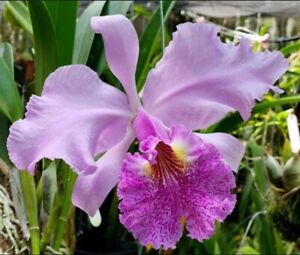 Cattleya Carmen (warscewiczii x lueddemanniana) Rubra Fragrant Orchid 4” RePot