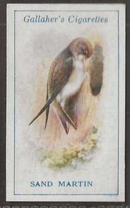 GALLAHER-BRITISH BIRDS 1923 (BY GEORGE RANKIN)-#020- SAND MARTIN 