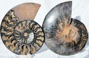 Large Black Ammonite Pair 198mm Deep Crystals XXL 7.8" 110myo Fossil n2659pp - Picture 1 of 8