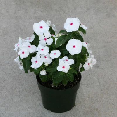 Vinca Seeds Cobra Peppermint 25 Seeds Flower Seeds - Image 1 of 2