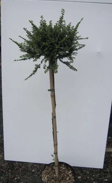 Hochstamm Chinesische Ulme Seiju - Ulmus parvifolia - Stamm 80cm + Krone - Bild 1 von 1