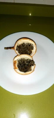 Passiflora ligularis - Granadilla - maracuya  25 semillas - seeds - Imagen 1 de 2