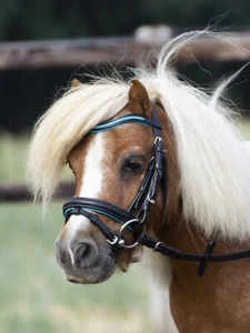 Trense LITTLE Ledertrense speziell für Mini-Shettys und Shettys  versch. Farben - Bild 1 von 4